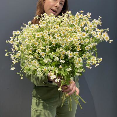 Ромашка (Камилла)